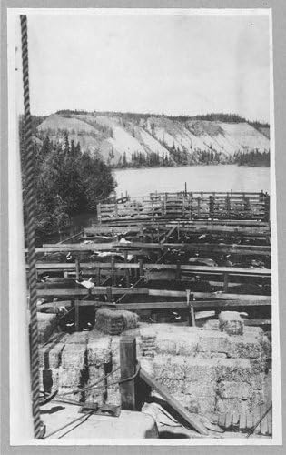 HistoricalFindings Fotoğraf: Sığırların Mavnası, Hayvancılık, inekler, Yukon Nehri, Alaska, AK, Amerika Birleşik Devletleri,