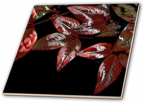 Siyah üzerine ateş gücü nandina bitkisinin yapraklarının 3dRose Soyut fotoğrafı. - Fayans (ct_350257_1)